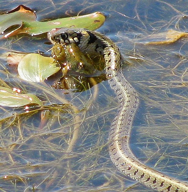 Natrix natrix turca